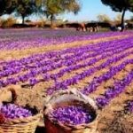 رئیس اتاق اصناف شهرستان قائنات: