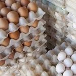 تشکیل ۱۶۰ پرونده گران فروشی تخم مرغ در مشهد
