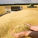بازنگری قیمت دولتی گندم برای صنف و صنعت + سند